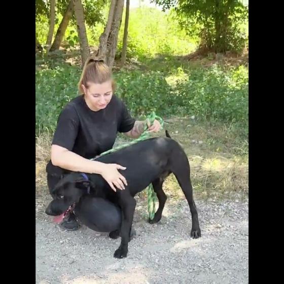 Embedded thumbnail for Jackson