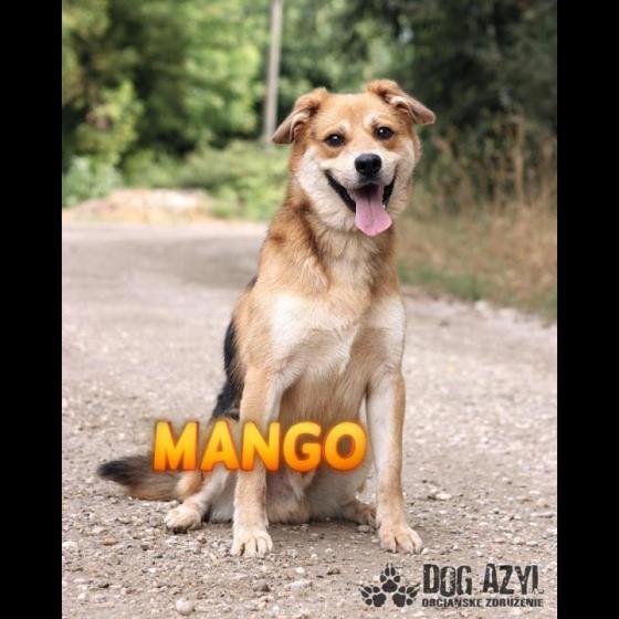 Embedded thumbnail for Mango