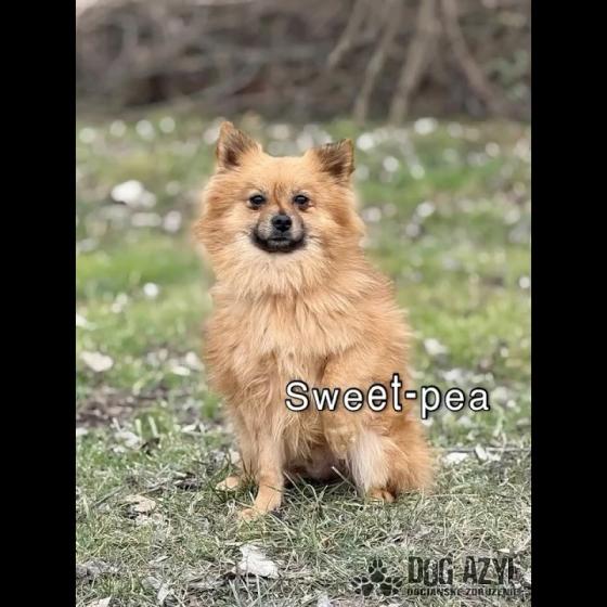 Embedded thumbnail for Sweet-Pea