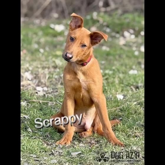 Embedded thumbnail for Scrappy