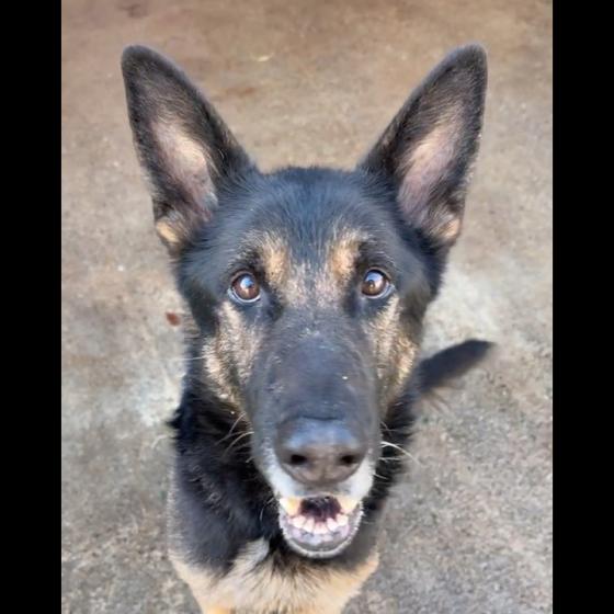 Embedded thumbnail for Waldo