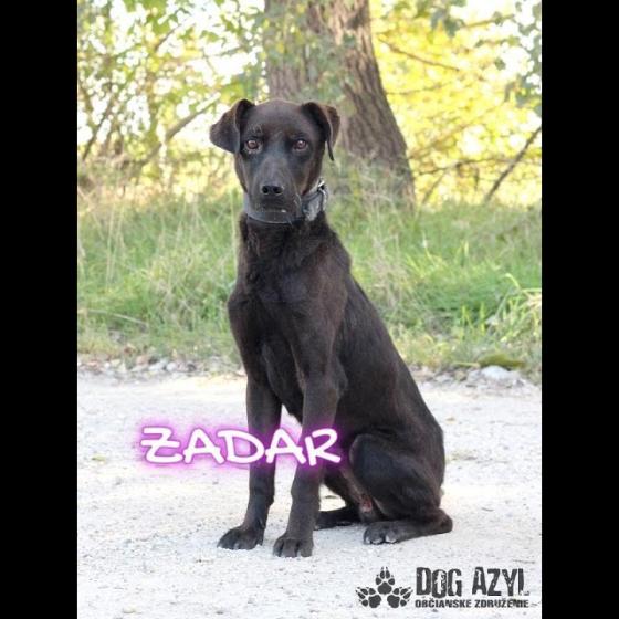 Embedded thumbnail for Zadar - adoptovaný