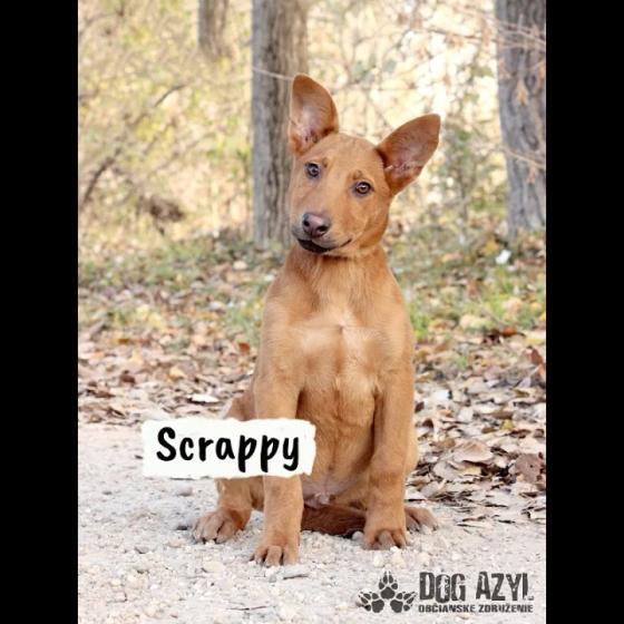 Embedded thumbnail for Scrappy