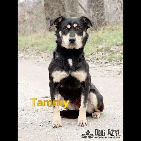Embedded thumbnail for Tammy