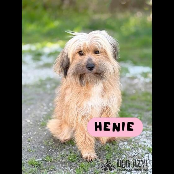 Embedded thumbnail for Henie